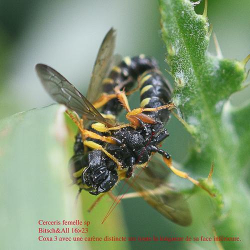 Cerceris quinquefasciata